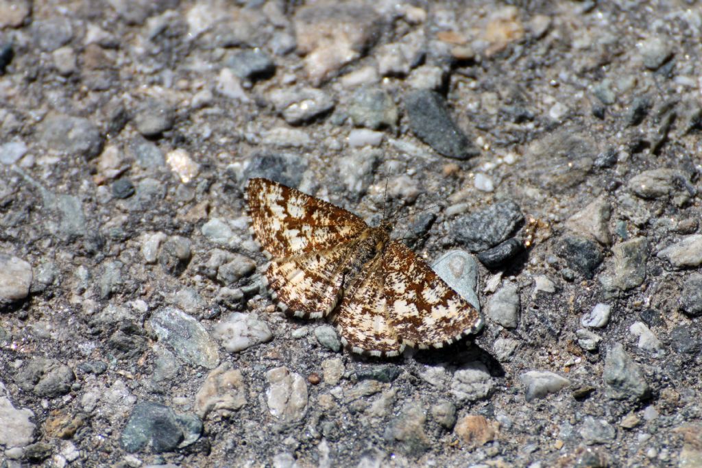 Altra falena ancora - Ematurga atomaria